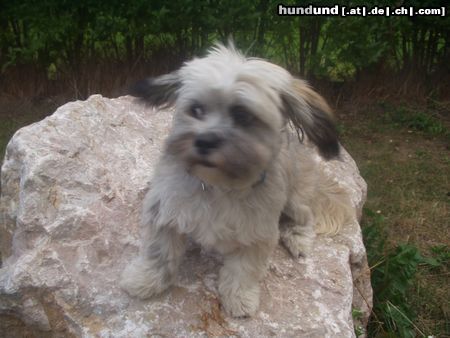 Lhasa Apso LoLa 6 monate