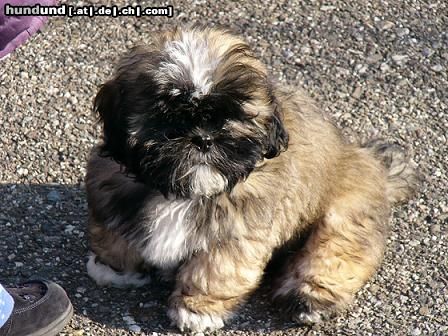 Lhasa Apso Gizmo