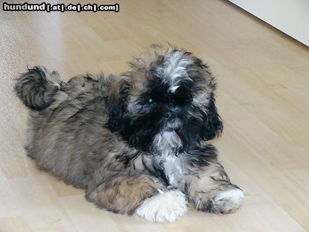 Lhasa Apso Gizmo