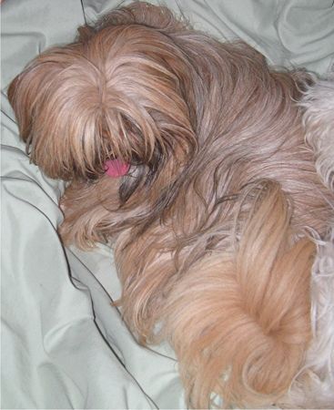 Lhasa Apso Krishna im Bett