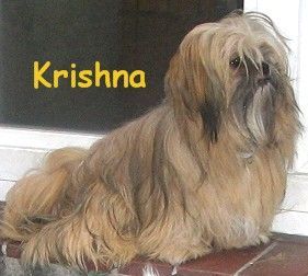 Lhasa Apso Krisha, 12 Monate