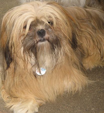 Lhasa Apso Krisha, 12 Monate