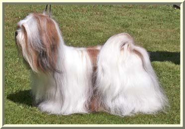 Lhasa Apso Ti La Shu Moonshine Lady