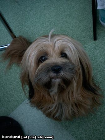 Lhasa Apso Schau mir in die Augen