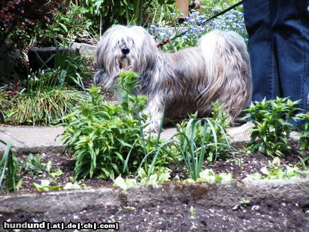 Lhasa Apso der kleine Dandy