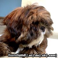 Lhasa Apso Ch.X´Shiva-Shankara vom Tschibu