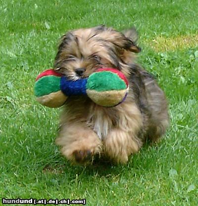 Lhasa Apso Angel of Vasco de Koempfer 14 weeks