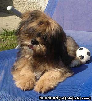 Lhasa Apso Angel of Vasco de Koempfer