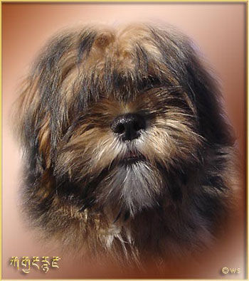 Lhasa Apso Angel of Vasco de Koempfer, 2xBIS Puppy