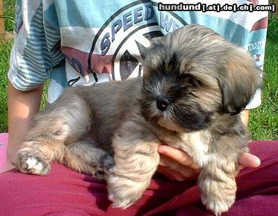 Lhasa Apso Padma Sambhava Be´Kha Chen-po, 8 weeks