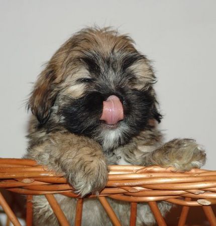 Lhasa Apso ROMANTIC ROMEO z Czanca