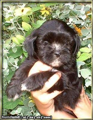 Lhasa Apso Padma Sambhava Chai-tan Shy-am