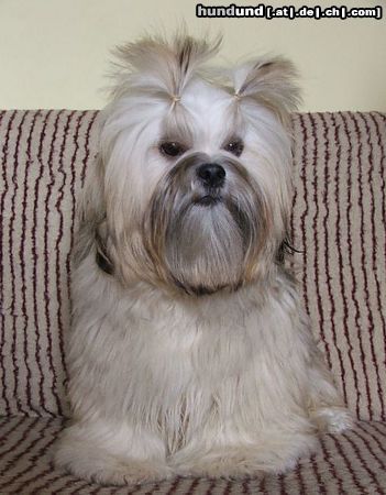 Lhasa Apso Very Versace`s VERSION ORIGINALE Z CZANCA