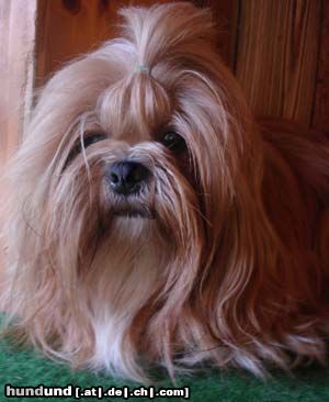 Lhasa Apso Siddhi Park Inti