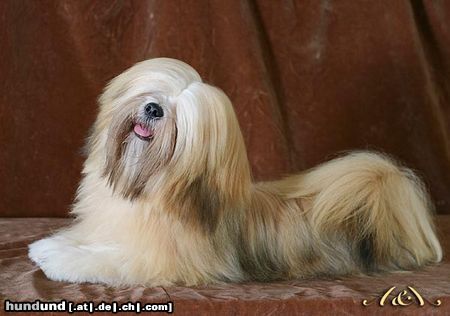 Lhasa Apso UNIQUE GIRL Azurowa Amhara FCI