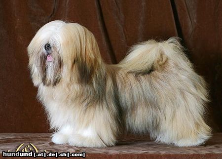 Lhasa Apso UNIQUE GIRL Azurowa Amhara FCI