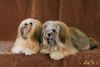 Lhasa Apso Hund