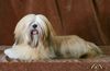 Lhasa Apso Hund