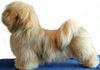 Lhasa Apso Hund