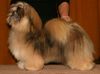 Lhasa Apso Hund