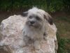 Lhasa Apso Hund