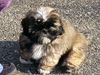 Lhasa Apso Hund