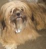 Lhasa Apso Hund