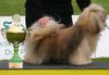 Lhasa Apso Hund