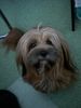 Lhasa Apso Hund