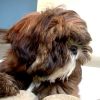 Lhasa Apso Hund