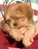 Lhasa Apso Hund