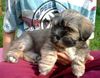 Lhasa Apso Hund