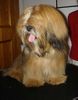 Lhasa Apso Hund