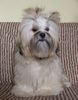 Lhasa Apso Hund