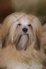 Lhasa Apso Hund