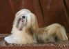 Lhasa Apso Hund