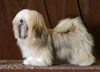 Lhasa Apso Hund