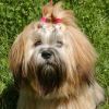 Lhasa Apso Hund