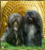 Lhasa Apso Hund