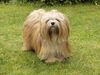 Lhasa Apso Hund