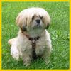 Lhasa Apso Hund