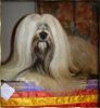 Lhasa Apso Hund