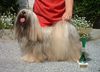 Lhasa Apso Hund