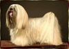 Lhasa Apso Hund