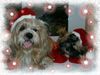 Lhasa Apso Hund