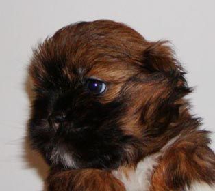 Lhasa Apso RUBY ROSE z Czanca