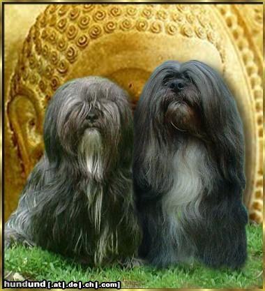 Lhasa Apso Noriel Saturday Night Fever and Qu´Shan-Shun vom Tschibu