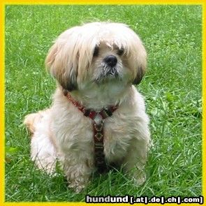 Lhasa Apso 4 Jahre alt und ein liebenswertes wesen!!