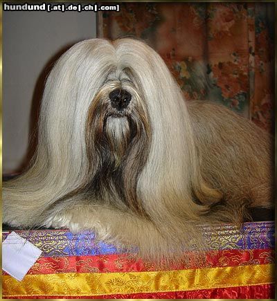 Lhasa Apso Ch.X´Shiva-Shankara vom Tschibu