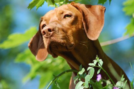 Kurzhaariger Ungarischer Vorstehhund örny